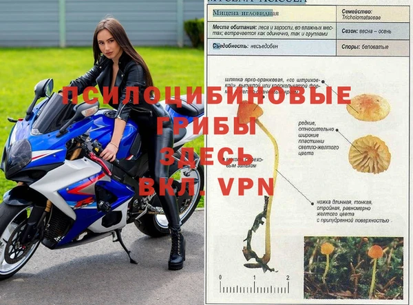 ПСИЛОЦИБИНОВЫЕ ГРИБЫ Вяземский